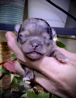 Male 1 , a male Chihuahua for sale in Myrtle Beach, SC – Photo 1 of 2