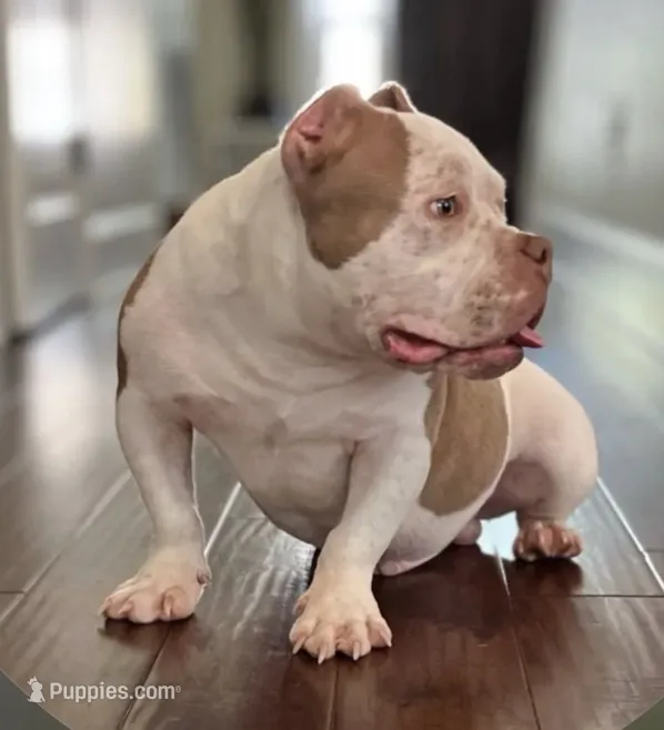 Duke – American Bully puppy for sale in Myrtle Beach, SC