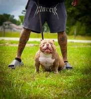 Lucy Liu, a female American Bully for sale in Myrtle Beach, SC – 3 of 3