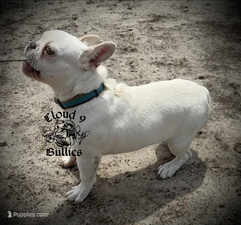 Blank Check – French Bulldog puppy for sale in Myrtle Beach, SC