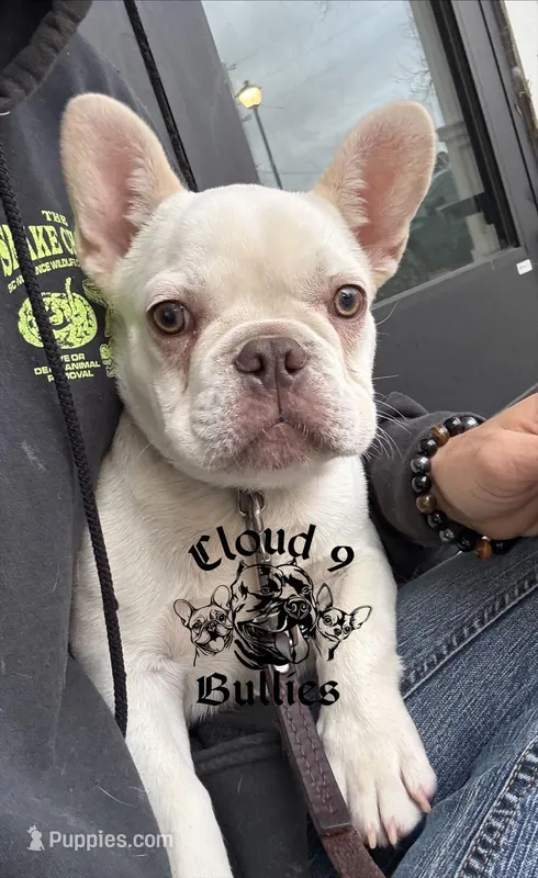 Blank Check, a male French Bulldog for sale in Myrtle Beach, SC – Photo 1 of 1