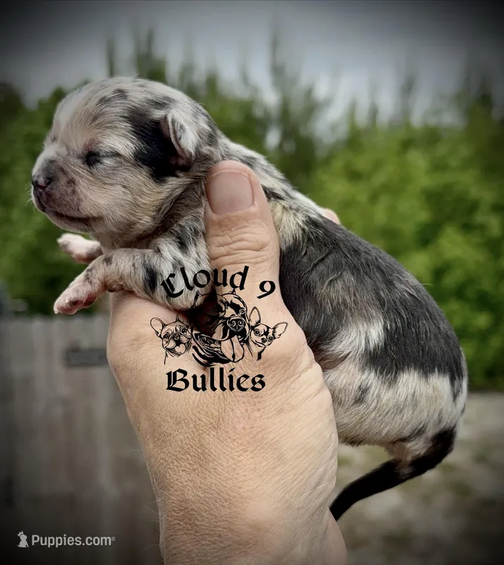 Male 2  – Chihuahua puppy for sale in Myrtle Beach, SC