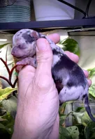 Male 2 , a male Chihuahua for sale in Myrtle Beach, SC – Photo 2 of 2