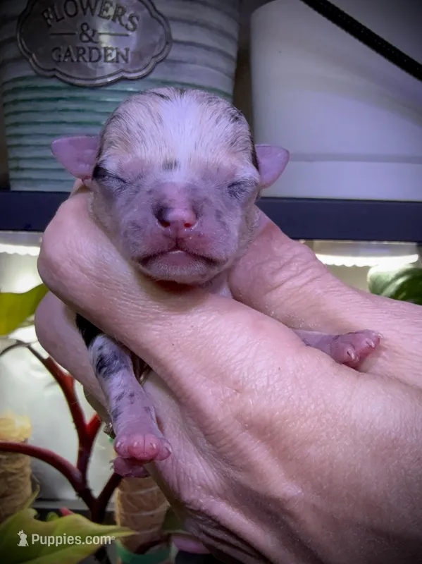 Male 2  – Chihuahua puppy for sale in Myrtle Beach, SC