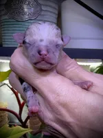 Male 2 , a male Chihuahua for sale in Myrtle Beach, SC – Photo 1 of 2