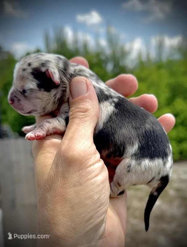 Male 2  – Chihuahua puppy for sale in Myrtle Beach, SC