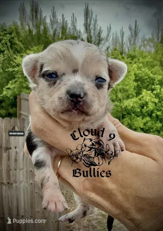 Male 2  – Chihuahua puppy for sale in Myrtle Beach, SC