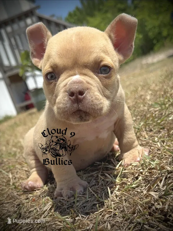 Male 3  – American Bully puppy for sale in Myrtle Beach, SC