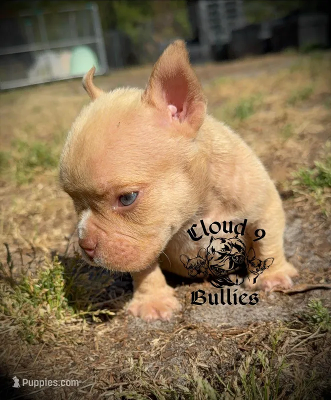 Male 3  – American Bully puppy for sale in Myrtle Beach, SC