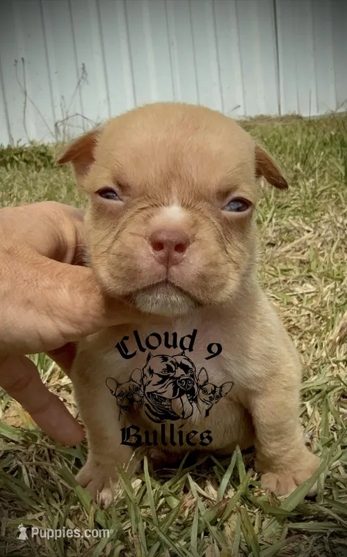Male 3  – American Bully puppy for sale in Myrtle Beach, SC