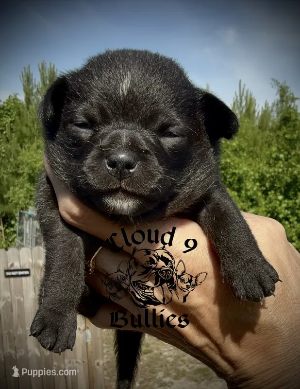 Black Female  – Chihuahua puppy for sale in Myrtle Beach, SC