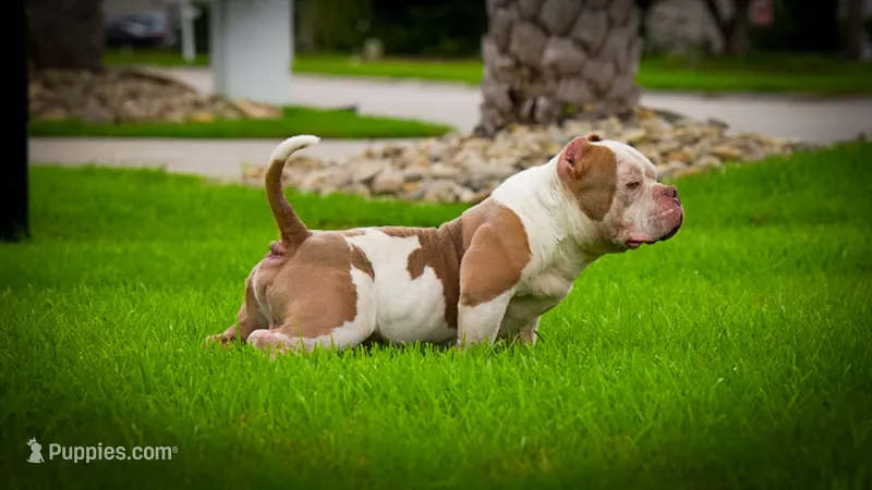 Duke – American Bully puppy for sale in Myrtle Beach, SC