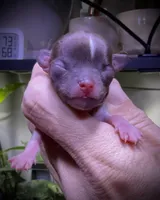 Male 1 , a male Chihuahua for sale in Myrtle Beach, SC – 2 of 2