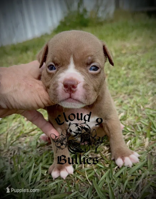 Male 1 – American Bully puppy for sale in Myrtle Beach, SC