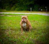 Madonna, a female American Bully for sale in Myrtle Beach, SC – 2 of 2