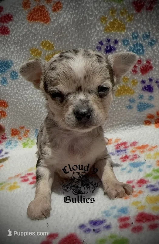 Male 2  – Chihuahua puppy for sale in Myrtle Beach, SC