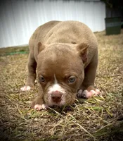 Male 3, a male American Bully for sale in Myrtle Beach, SC – Photo 2 of 2