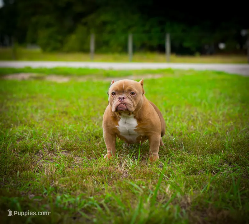 Madonna – American Bully puppy for sale in Myrtle Beach, SC