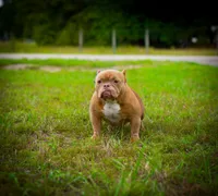 Madonna, a female American Bully for sale in Myrtle Beach, SC – 1 of 2