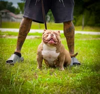 Lucy Liu, a female American Bully for sale in Myrtle Beach, SC – 2 of 3