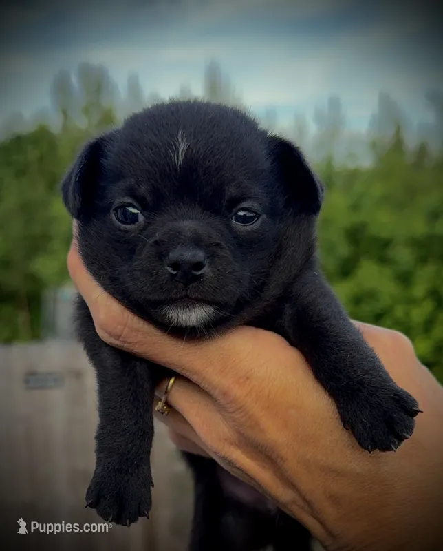 Black Female  – Chihuahua puppy for sale in Myrtle Beach, SC