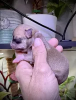 Male 3, a male Chihuahua for sale in Myrtle Beach, SC – Photo 2 of 2