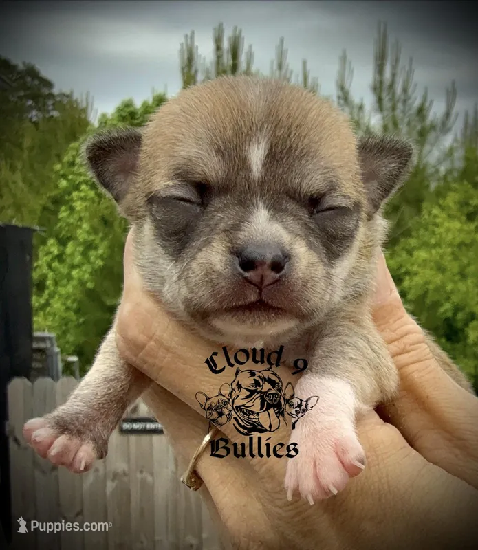 Male 3 – Chihuahua puppy for sale in Myrtle Beach, SC