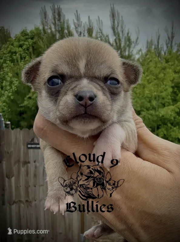 Male 3 – Chihuahua puppy for sale in Myrtle Beach, SC