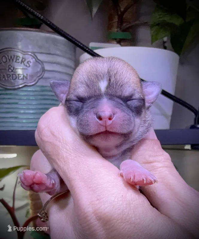 Male 3 – Chihuahua puppy for sale in Myrtle Beach, SC