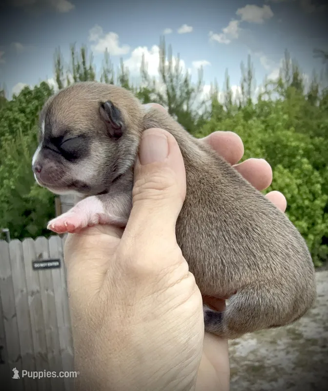 Male 3 – Chihuahua puppy for sale in Myrtle Beach, SC