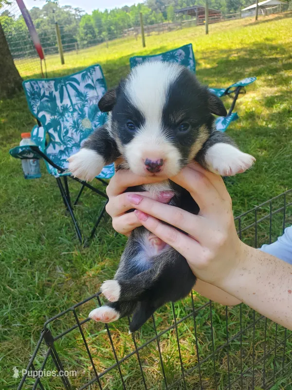 Klaus  – Cardigan Welsh Corgi, Pembroke Welsh Corgi puppy for sale in Sanford, NC