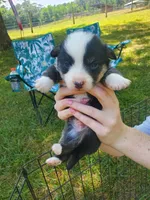 Klaus , a male Cardigan Welsh Corgi and Pembroke Welsh Corgi for sale in Sanford, NC – 2 of 2