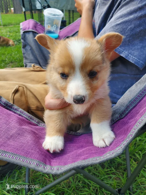 Stephan – Cardigan Welsh Corgi, Pembroke Welsh Corgi puppy for sale in Sanford, NC