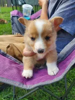Stephan, a male Cardigan Welsh Corgi and Pembroke Welsh Corgi for sale in Sanford, NC – 1 of 2