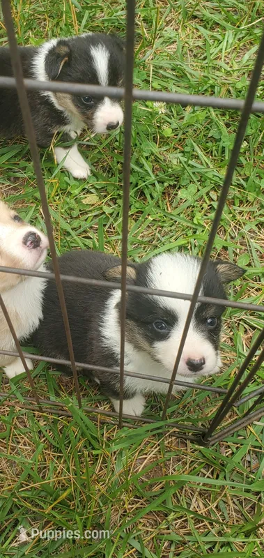 Klaus  – Cardigan Welsh Corgi, Pembroke Welsh Corgi puppy for sale in Sanford, NC