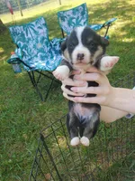 Damon, a male Cardigan Welsh Corgi and Pembroke Welsh Corgi for sale in Sanford, NC – 2 of 3