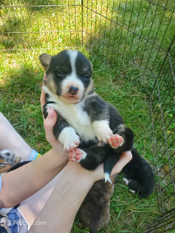 Damon – Cardigan Welsh Corgi, Pembroke Welsh Corgi puppy for sale in Sanford, NC