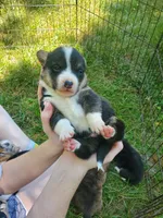 Damon, a male Cardigan Welsh Corgi and Pembroke Welsh Corgi for sale in Sanford, NC – 1 of 3