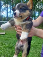 Damon, a male Cardigan Welsh Corgi and Pembroke Welsh Corgi for sale in Sanford, NC – 3 of 3