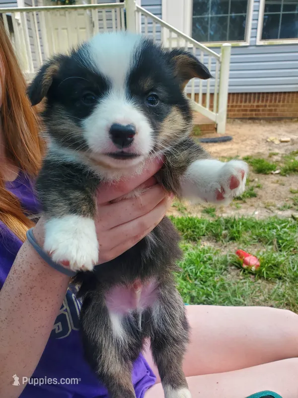 Klaus  – Cardigan Welsh Corgi, Pembroke Welsh Corgi puppy for sale in Sanford, NC
