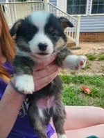 Klaus , a male Cardigan Welsh Corgi and Pembroke Welsh Corgi for sale in Sanford, NC – 1 of 2