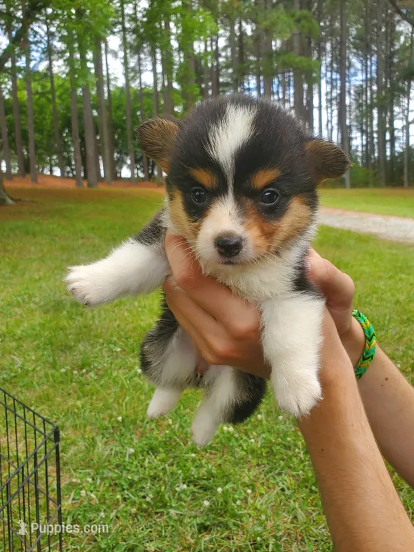 Elaina – Cardigan Welsh Corgi, Pembroke Welsh Corgi puppy for sale in Sanford, NC