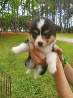 Elaina, a female Cardigan Welsh Corgi and Pembroke Welsh Corgi for sale in Sanford, NC – 1 of 1
