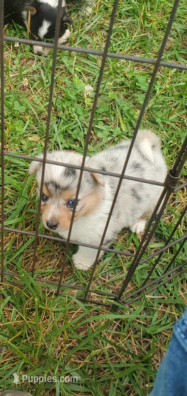 Caroline – Cardigan Welsh Corgi, Pembroke Welsh Corgi puppy for sale in Sanford, NC