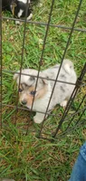 Caroline, a female Cardigan Welsh Corgi and Pembroke Welsh Corgi for sale in Sanford, NC – 1 of 3