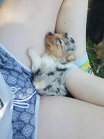 Caroline, a female Cardigan Welsh Corgi and Pembroke Welsh Corgi for sale in Sanford, NC – 3 of 3