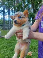 Caroline, a female Cardigan Welsh Corgi and Pembroke Welsh Corgi for sale in Sanford, NC – 2 of 3