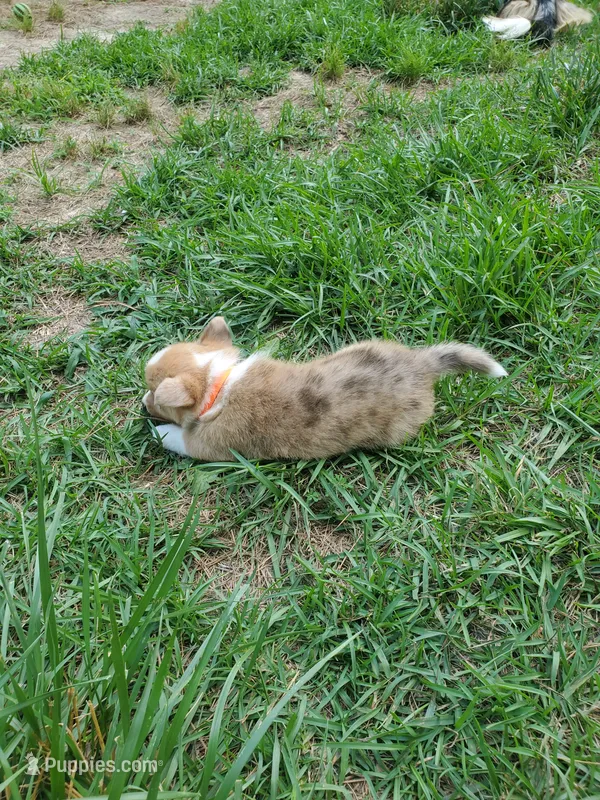 Stephan – Cardigan Welsh Corgi, Pembroke Welsh Corgi puppy for sale in Sanford, NC