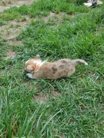 Stephan, a male Cardigan Welsh Corgi and Pembroke Welsh Corgi for sale in Sanford, NC – 2 of 2