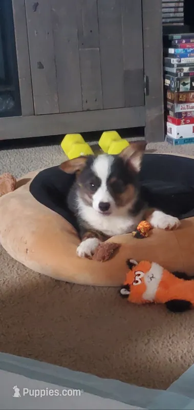 Klaus  – Cardigan Welsh Corgi, Pembroke Welsh Corgi puppy for sale in Sanford, NC